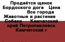 Продаётся щенок Бордоского дога › Цена ­ 37 000 - Все города Животные и растения » Собаки   . Камчатский край,Петропавловск-Камчатский г.
